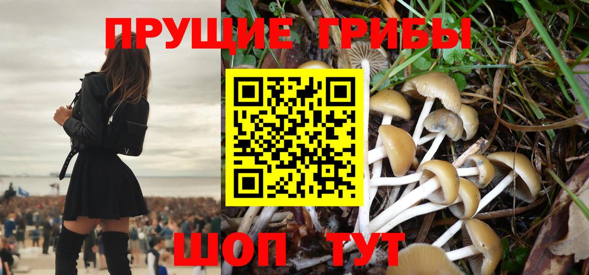 Майский  Псилоцибиновые грибы Psilocybe  Вход с VPN  Псилоцибиновые грибы GOLDEN TEACHER 